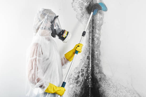 Best Environmental Consulting for Mold Prevention  in USA